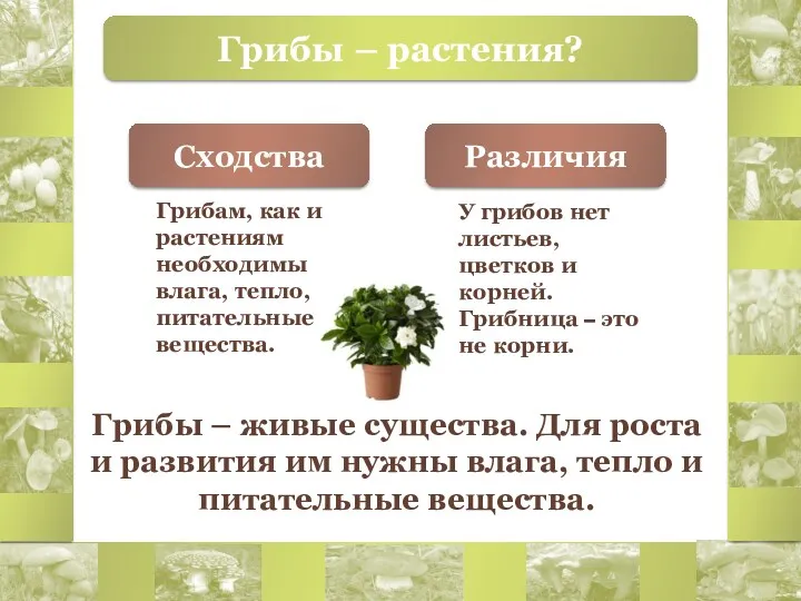 Грибы – растения? Грибам, как и растениям необходимы влага, тепло, питательные вещества. У