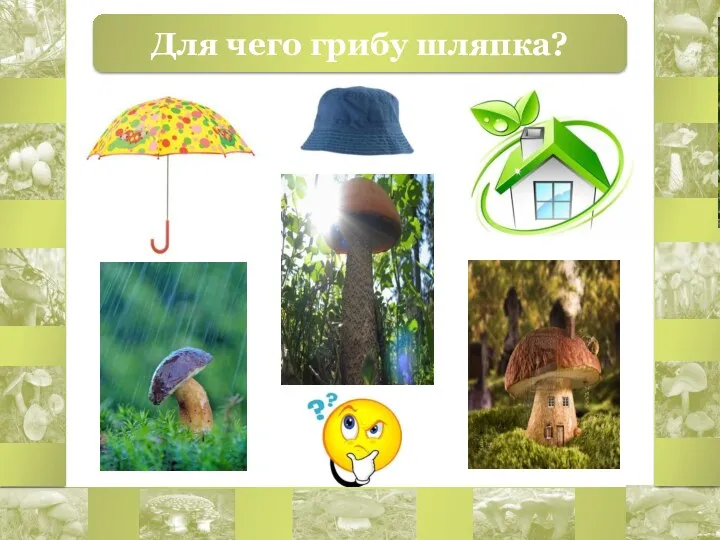 Для чего грибу шляпка?