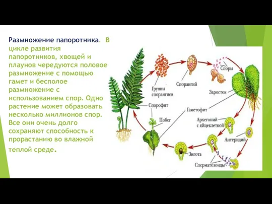 Размножение папоротника. В цикле развития папоротников, хвощей и плаунов чередуются