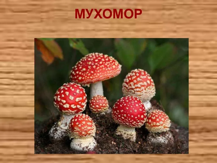 МУХОМОР