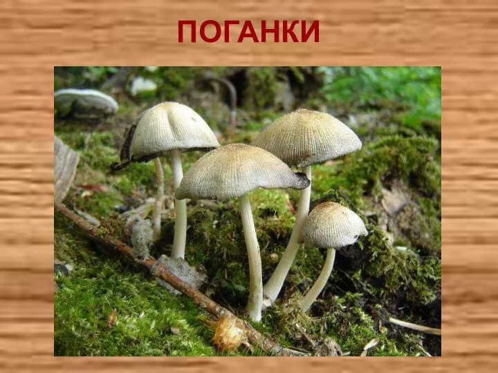 ПОГАНКИ