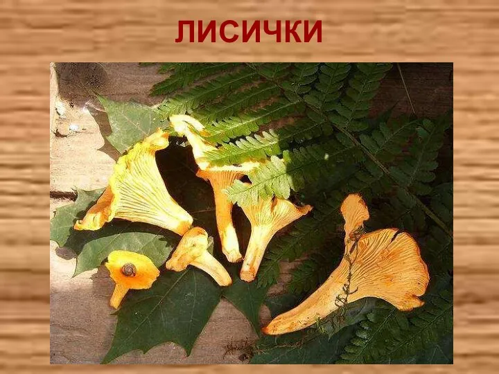 ЛИСИЧКИ