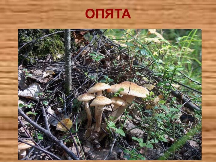 ОПЯТА