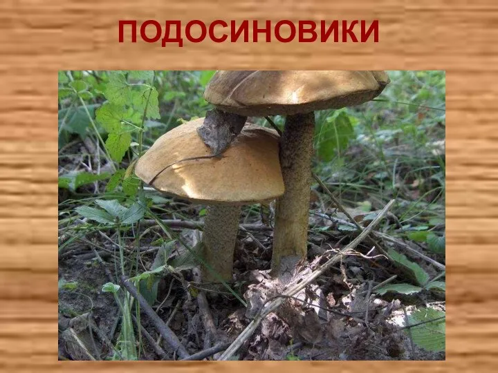 ПОДОСИНОВИКИ