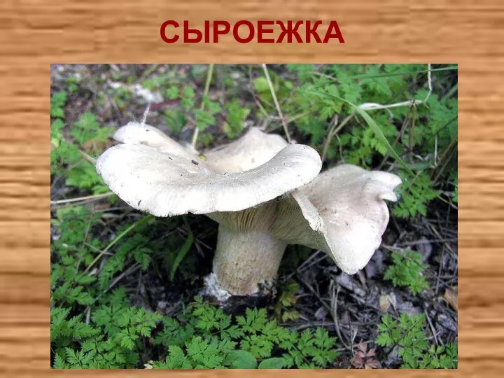 СЫРОЕЖКА