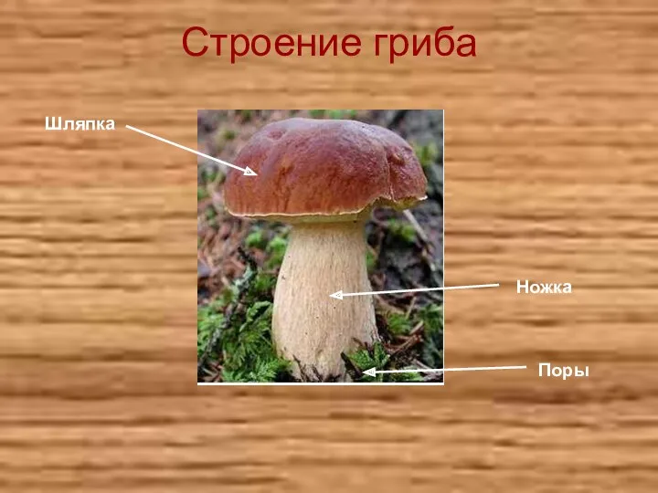 Строение гриба Шляпка Ножка Поры