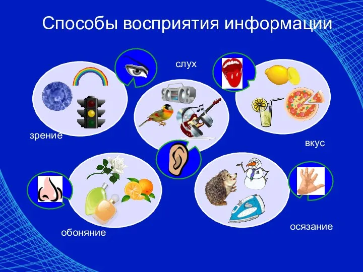 Способы восприятия информации слух зрение обоняние осязание вкус