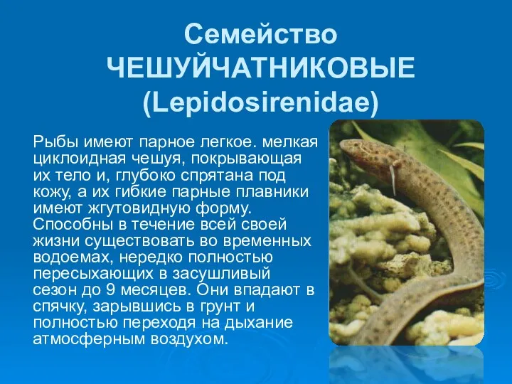 Семейство ЧЕШУЙЧАТНИКОВЫЕ (Lepidosirenidae) Рыбы имеют парное легкое. мелкая циклоидная чешуя,