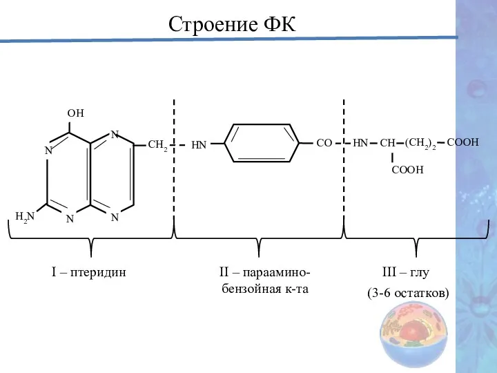 Строение ФК I – птеридин II – параамино-бензойная к-та III – глу (3-6 остатков)