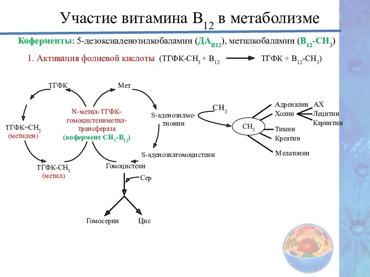 Участие витамина В12 в метаболизме Коферменты: 5-дезоксиаденозилкобаламин (ДАВ12), метилкобаламин (В12-СН3)