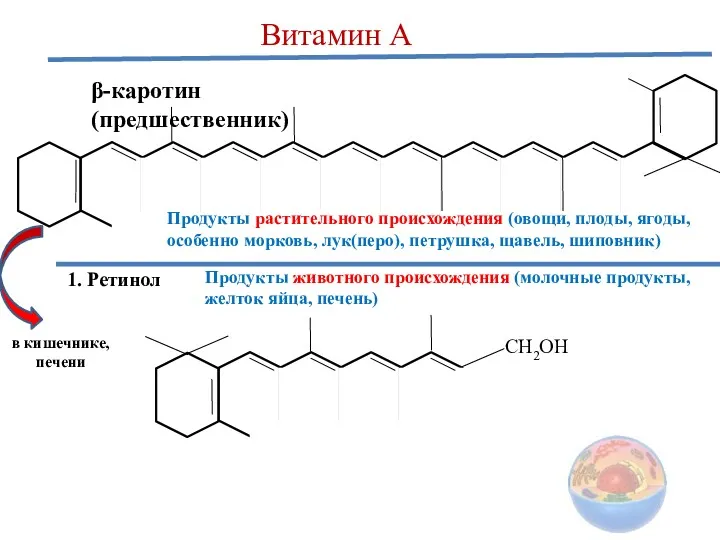 Витамин А β-каротин (предшественник) 1. Ретинол CH2OH Продукты растительного происхождения