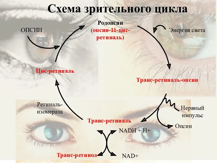 Родопсин (опсин-11-цис-ретиналь) Энергия света Транс-ретиналь-опсин Нервный импульс Опсин Транс-ретиналь Цис-ретиналь