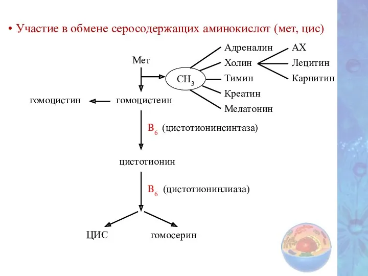 Участие в обмене серосодержащих аминокислот (мет, цис) Мет гомоцистеин гомоцистин