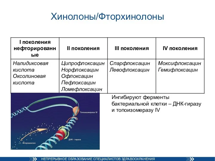 Хинолоны/Фторхинолоны Ингибируют ферменты бактериальной клетки – ДНК-гиразу и топоизомеразу IV