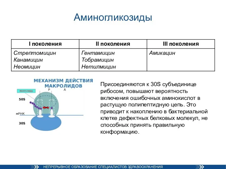 Аминогликозиды Присоединяются к 30S субъединице рибосом, повышают вероятность включения ошибочных