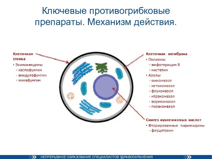 Ключевые противогрибковые препараты. Механизм действия.