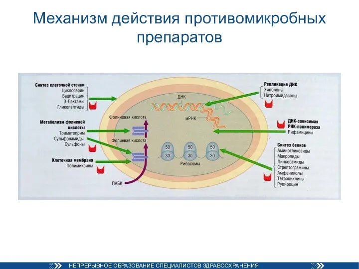 Механизм действия противомикробных препаратов