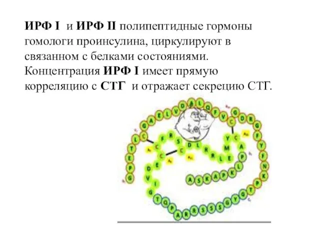ИРФ I и ИРФ II полипептидные гормоны гомологи проинсулина, циркулируют