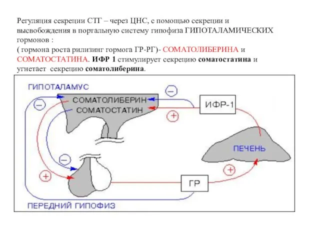 Регуляция секреции СТГ – через ЦНС, с помощью секреции и