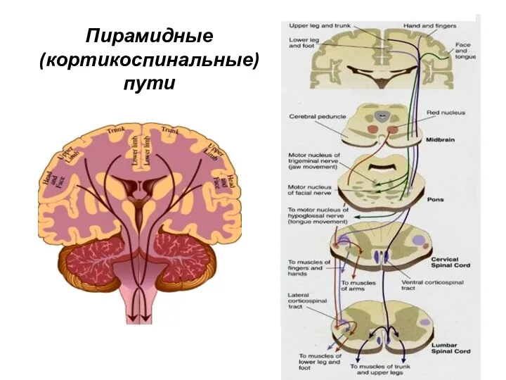 Пирамидные (кортикоспинальные) пути