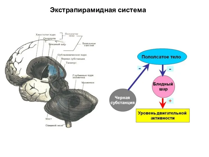 Экстрапирамидная система