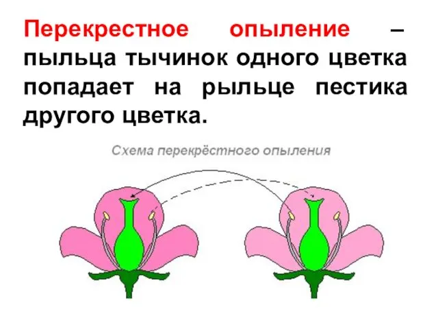 Перекрестное опыление – пыльца тычинок одного цветка попадает на рыльце пестика другого цветка.