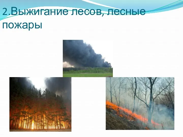 2.Выжигание лесов, лесные пожары