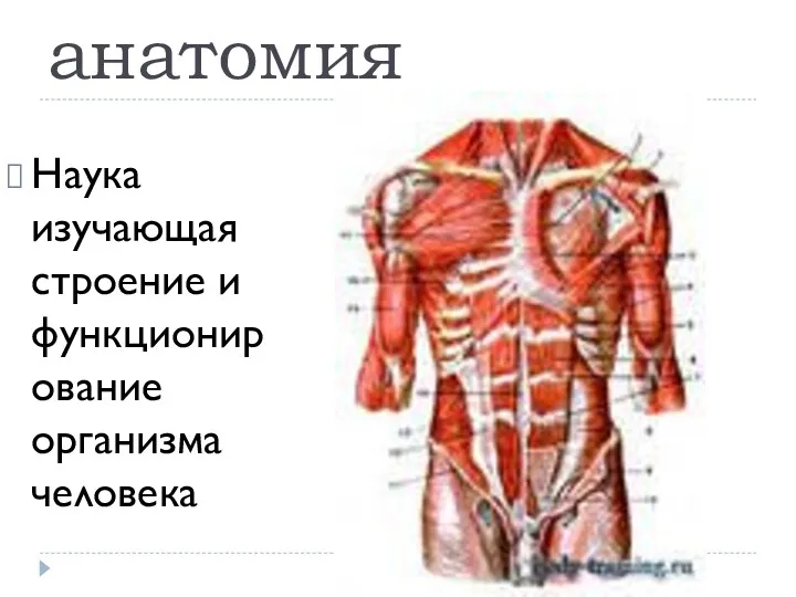 анатомия Наука изучающая строение и функционирование организма человека
