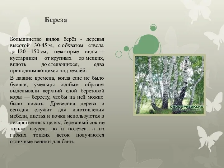 Береза Большинство видов берёз - деревья высотой 30-45 м, с