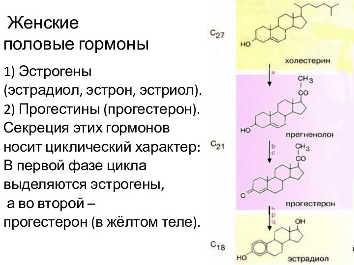 Женские половые гормоны 1) Эстрогены (эстрадиол, эстрон, эстриол). 2) Прогестины