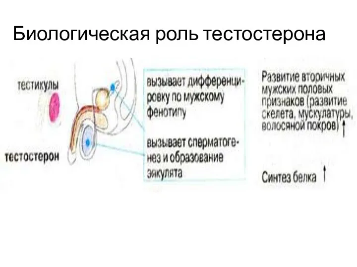 Биологическая роль тестостерона