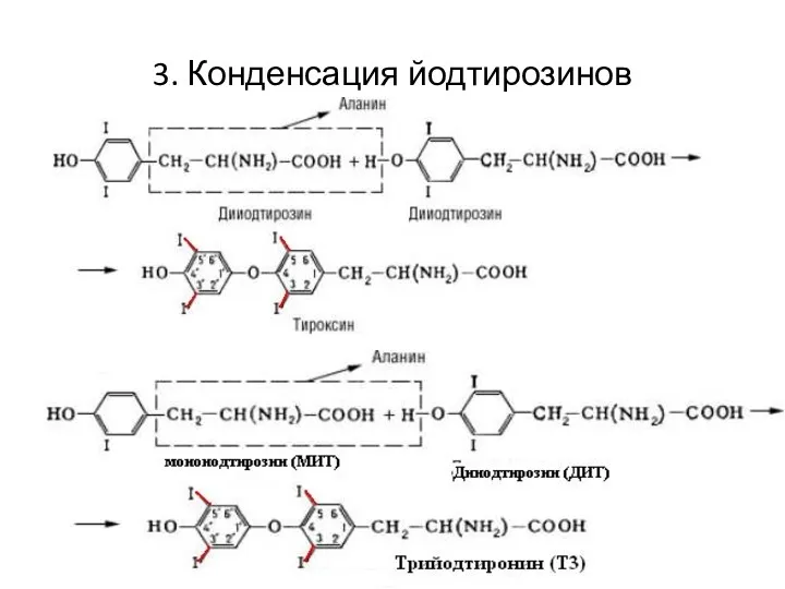 3. Конденсация йодтирозинов