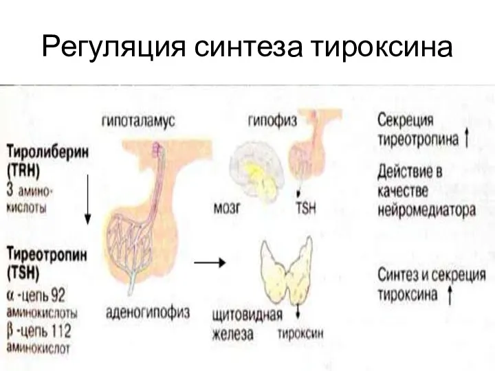 Регуляция синтеза тироксина