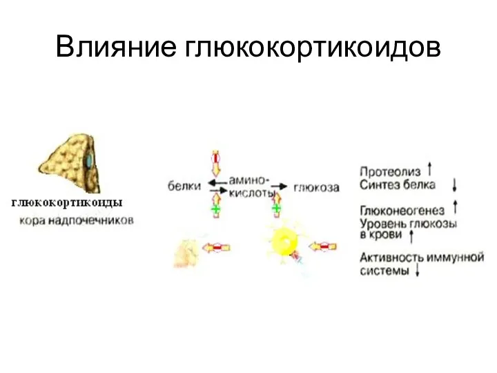 Влияние глюкокортикоидов