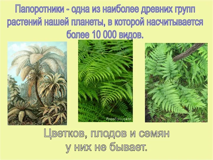 Папоротники - одна из наиболее древних групп растений нашей планеты,