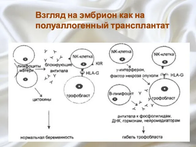 Взгляд на эмбрион как на полуаллогенный трансплантат