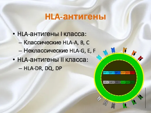 HLA-антигены HLA-антигены I класса: Классические HLA-A, B, C Неклассические HLA-G,