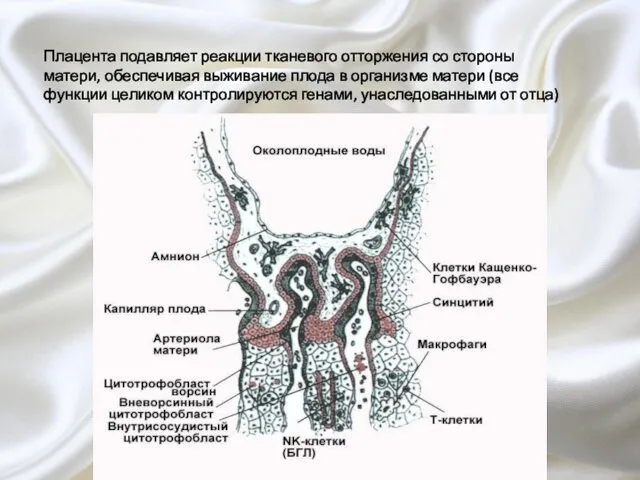 Плацента подавляет реакции тканевого отторжения со стороны матери, обеспечивая выживание