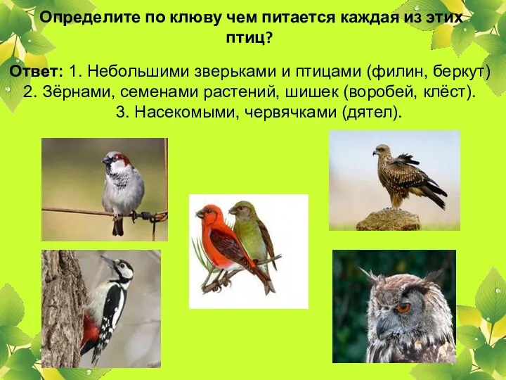 Определите по клюву чем питается каждая из этих птиц? Ответ: