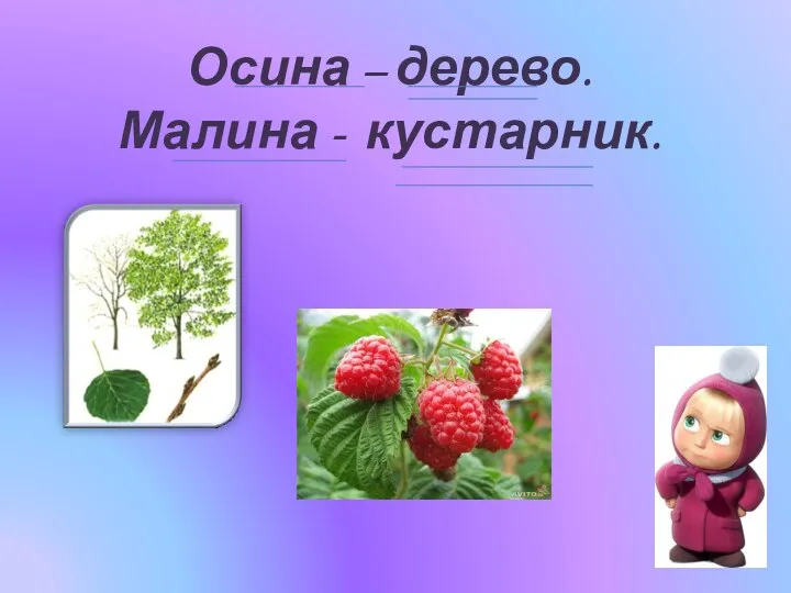 Осина – дерево. Малина - кустарник.