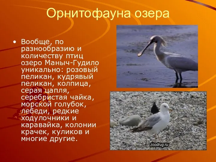 Орнитофауна озера Вообще, по разнообразию и количеству птиц озеро Маныч-Гудило уникально: розовый пеликан,