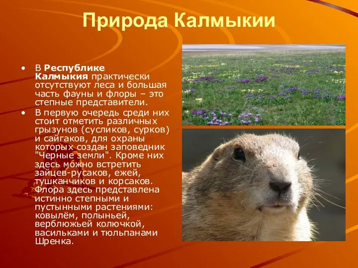 Природа Калмыкии В Республике Калмыкия практически отсутствуют леса и большая часть фауны и