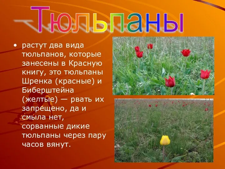 растут два вида тюльпанов, которые занесены в Красную книгу, это тюльпаны Шренка (красные)