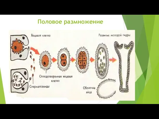 Половое размножение