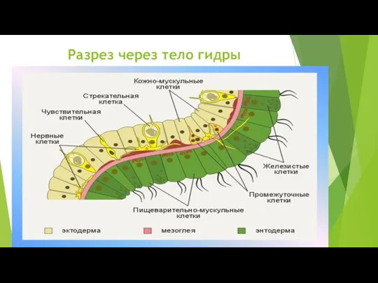 Разрез через тело гидры