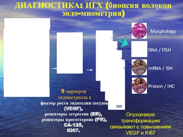 mRNA / ISH Morphology DNA / FISH Protein / IHC