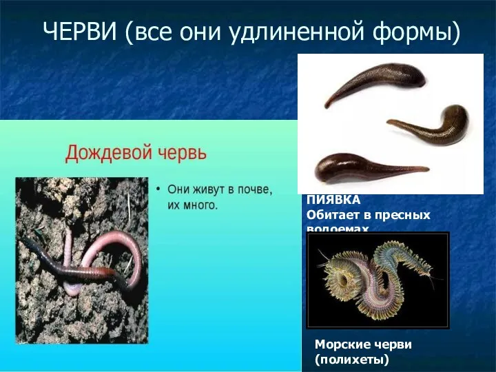 ЧЕРВИ (все они удлиненной формы) ПИЯВКА Обитает в пресных водоемах Морские черви (полихеты)