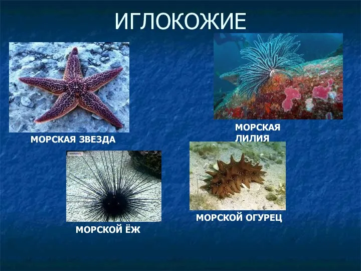 ИГЛОКОЖИЕ МОРСКАЯ ЗВЕЗДА МОРСКОЙ ЁЖ МОРСКАЯ ЛИЛИЯ МОРСКОЙ ОГУРЕЦ