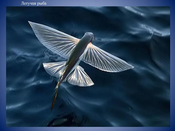 Летучая рыба