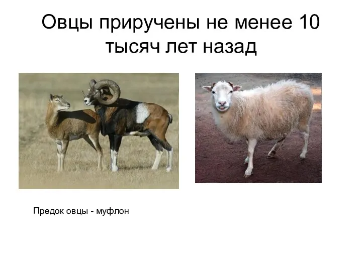Овцы приручены не менее 10 тысяч лет назад Предок овцы - муфлон